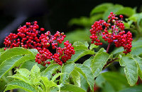 Wild Elderberry Extract