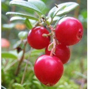 Wild Lingonberry Proanthocyanidins Opc Extract