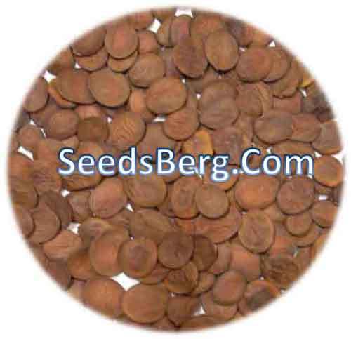 Bauhinia Purpurea Tree Seeds