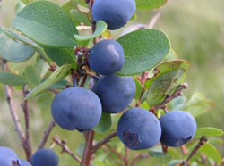 Blueberry Extract Anthocyanidins