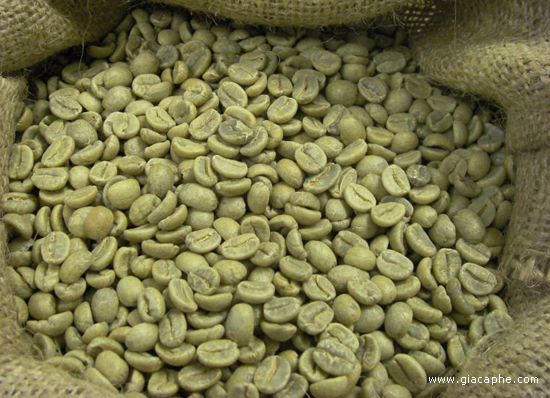Coffee Beans Robusta And Arabica
