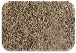 Cumin Seeds From India