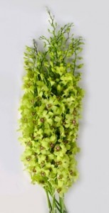 Fresh Cut Orchids Flower Wholesale Dendrobium Burana Green