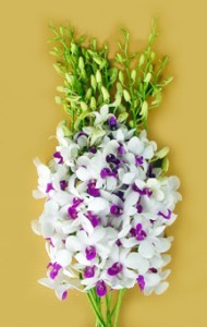Fresh Cut Orchids Flower Wholesale Dendrobium Diana
