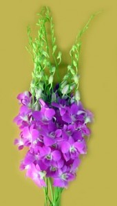 Fresh Cut Orchids Flower Wholesale Dendrobium Queen Pink