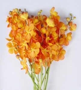Fresh Cut Orchids Flower Wholesale Mokara New Orange