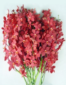 Fresh Cut Orchids Flower Wholesale Mokara Red