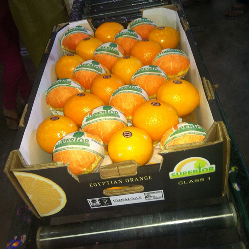 Fresh Navel Orange Valencia