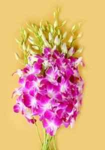 Fresh Orcchis Cuut Flower Dendrobium Redm Sonia
