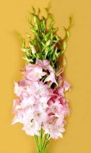 Fresh Orchids Cut Flower Juri Oeach