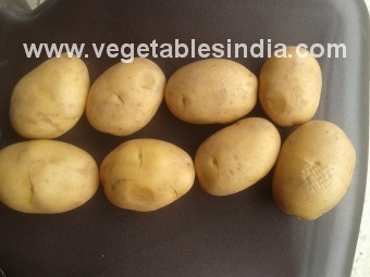 Fresh Vegetable Potato