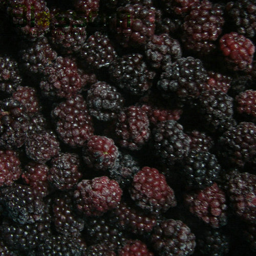 Frozen Fruit Chinese Exporter Iqf Blackberry