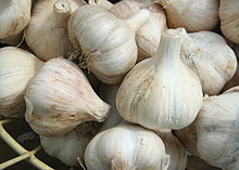 Garlic Allium Sativum