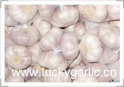 Garlic Fresh Normal White Pure Red