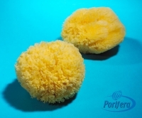Grass Sponges From Tropical Seas