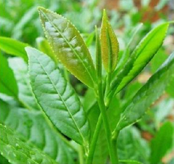 Green Tea Extract Total Polyphenols