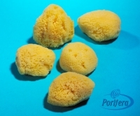 Hardhead Sponges From Worldwide Seas