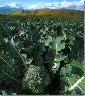 Hot Sale Hplc Sulforaphane Broccoli Extract Anti Cancer