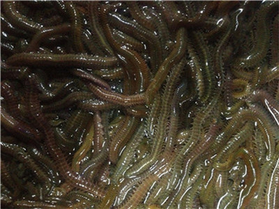 Lugworm Fishing Bait Lure Angling Fish Aqualcure