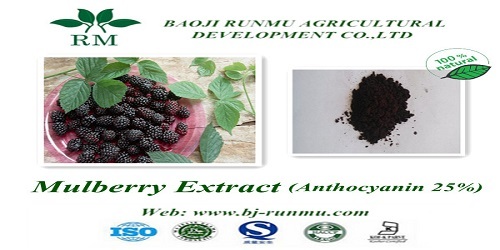 Mulberry Extract Anthocyanidins 25
