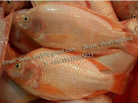 Offer Frozen Red Tilapia Fish Oreochromis Niloticus