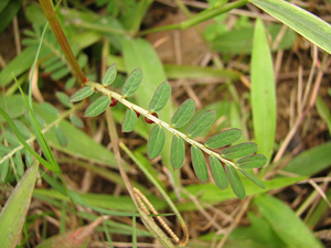 Phyllanthus Urinaria 10 1phyllanthus 1