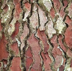 Pine Bark Extract 95 Proanthocyanidins Uv Vis