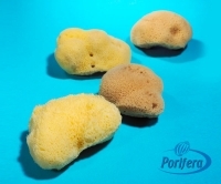 Silk Sponges From Mediterranean Sea