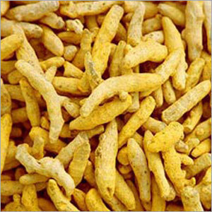 Spices Turmeric Finger