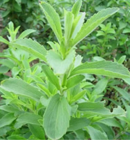 Stevia Leaf Extract Steviosides P E Products