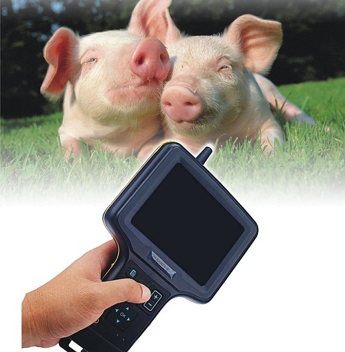 Swine Ultrasound So Scan