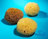 Yellow Sponges From Worldwide Seas